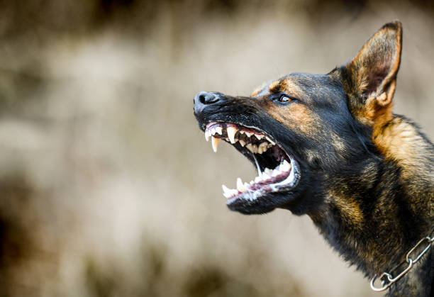 abogado de mordeduras de perro en manhattan