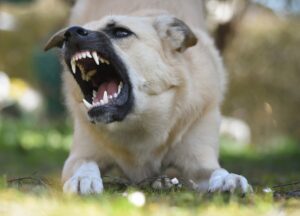 abogado de mordeduras de perro en manhattan